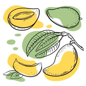 MANGO Delicious Fruit Hand Drawn Vector Illustration Set Stock Illustration