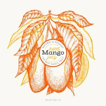 Mango design template. Hand drawn vector tropic fruit illustration. Engraved  Illustrazione stock
