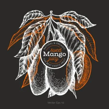 Mango design template. Hand drawn vector tropic fruit illustration on chalk b Stock-Illustration