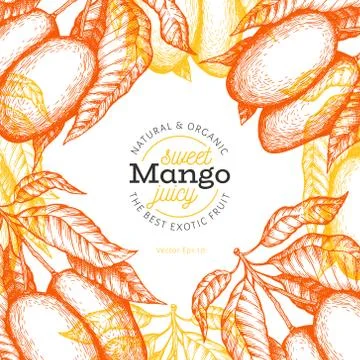 Mango design template. Hand drawn vector tropic fruit illustration. Engraved  Stock Illustration