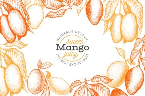 Mango design template. Hand drawn vector tropic fruit illustration. Engraved  Stock Illustration
