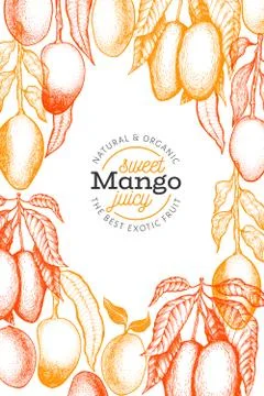 Mango design template. Hand drawn vector tropic fruit illustration. Engraved  Illustrazione stock