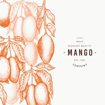 Mango design template. Hand drawn vector tropic fruit illustration. Engraved  Illustrazione stock