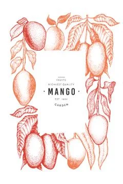 Mango design template. Hand drawn vector tropic fruit illustration. Engraved  Stock Illustration