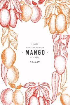 Mango design template. Hand drawn vector tropic fruit illustration. Engraved  Stock Illustration