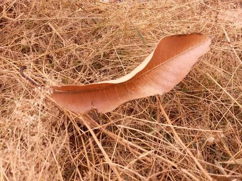 A mango dry leaf fall on the ground Foto stock