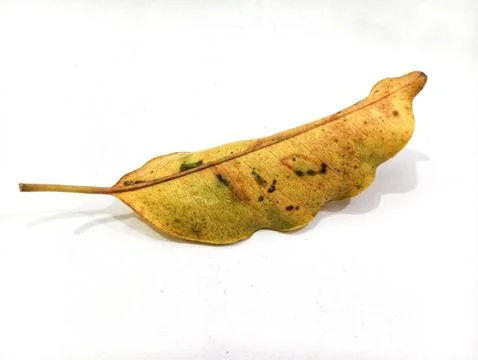 Mango dry leaf Stock-Fotos