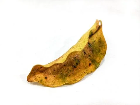 Mango dry leaf Stock-Fotos