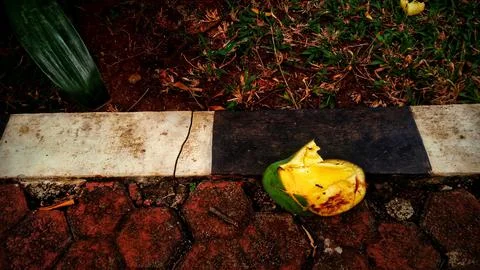 Mango eaten by bats Stock Photos