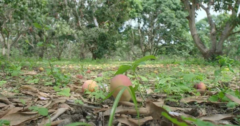 Mango falling Stock Footage 125082136