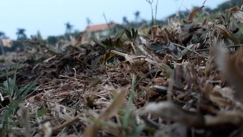 Mango falls on the grass Stock Footage 101383424