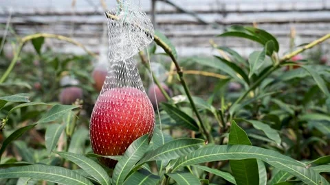 Mango Farm full ripeness Stock Footage 137944510