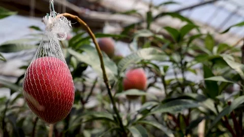 Mango Farm full ripeness2 Stock Footage 137944543