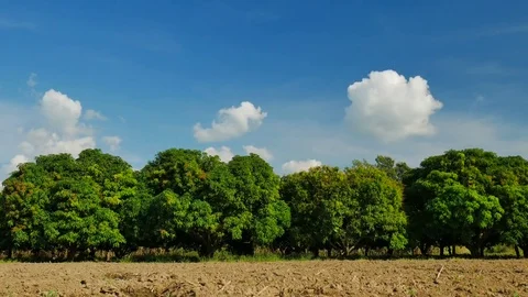 Mango farm or mango field with blue sky,agricultural concept. Stock Footage 82958472