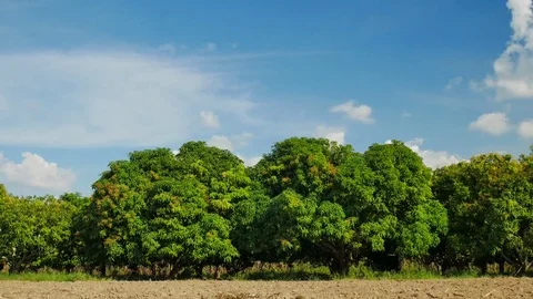 Mango farm or mango field with blue sky,agricultural concept. Vídeos de archivo 82958473