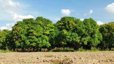Mango farm or mango field with blue sky background. Stock Footage 82959097