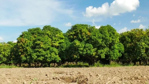 Mango farm or mango field with blue sky background. Stock Footage 82959098