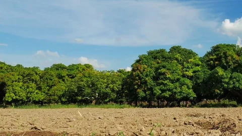 Mango farm or mango field with blue sky background. Stock Footage 82959099