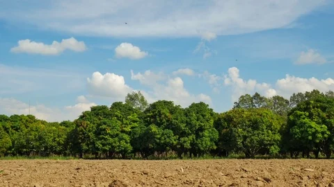 Mango farm or mango field with blue sky background. Stock Footage 82959100