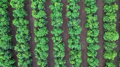 Mango fields. Top aerial shot of mango trees in long lines. Shot going up Stock Footage 231506881