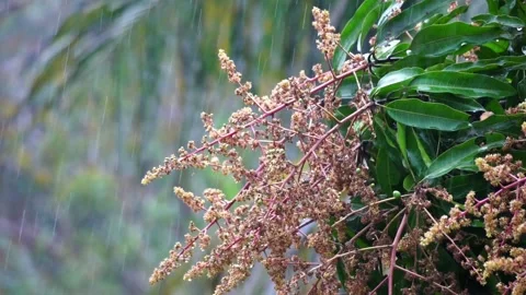 Mango Flower 100FPS Slow Motion Rain Stock Footage 302650105