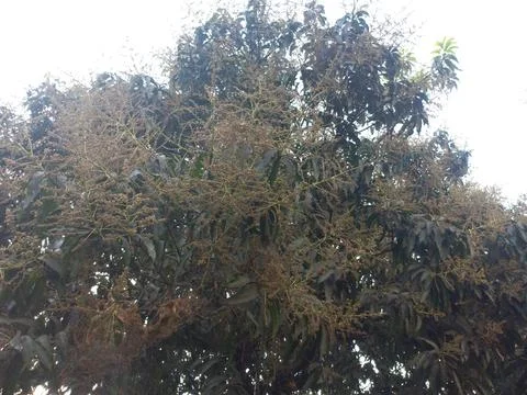 Mango Flower in the big trees, Stock Photos
