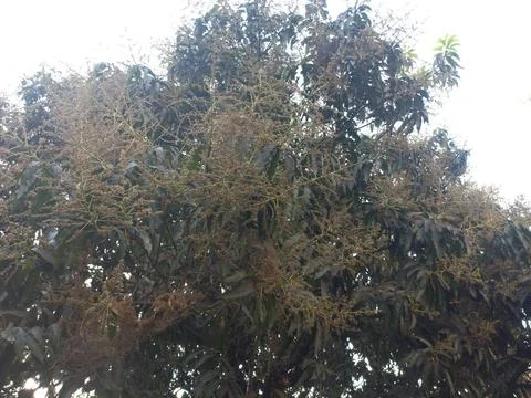 Mango Flower in the big trees, Stock Photos