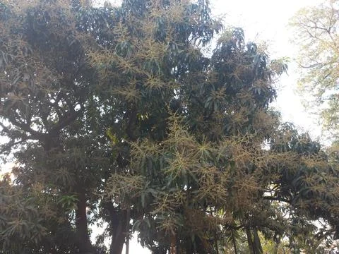 Mango Flower in the big trees, Stock Photos