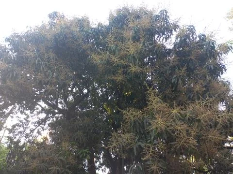 Mango Flower in the big trees, Stock Photos