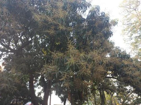 Mango Flower in the big trees, Stock Photos