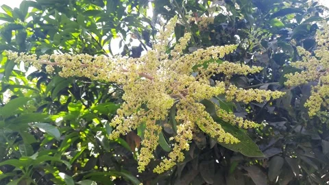 Mango flower blossom. Stock Footage 149770330