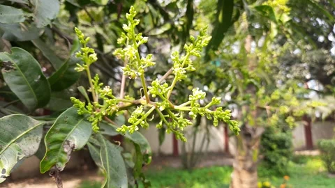 Mango flower. Stock Footage 148831505