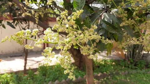Mango flower. Stock Footage 149770256