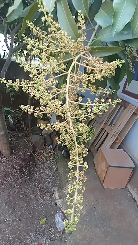 Mango Flower Stock Footage 207025575