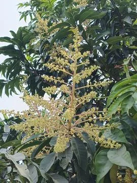 Mango Flower Mango Blossom Mango Inflorescence Mango Panicle Mango Flower C Stock Photos