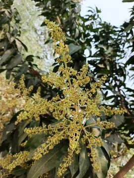 Mango Flower Mango Blossom Mango Inflorescence Mango Panicle Mango Flower C Stock-Fotos