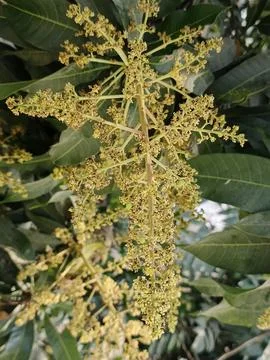 Mango Flower Mango Blossom Mango Inflorescence Mango Panicle Mango Flower C Stock-Fotos