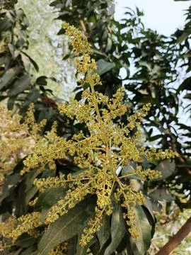 Mango Flower Mango Blossom Mango Inflorescence Mango Panicle Mango Flower C Stock Photos
