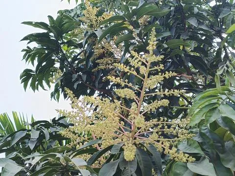 Mango Flower Mango Blossom Mango Inflorescence Mango Panicle Mango Flower C Stock Photos
