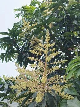 Mango Flower Mango Blossom Mango Inflorescence Mango Panicle Mango Flower C Stock Photos