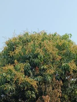 Mango Flower Mango Blossom Mango Inflorescence Mango Panicle Mango Flower C Stock Photos