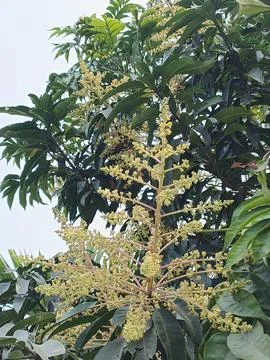 Mango Flower Mango Blossom Mango Inflorescence Mango Panicle Mango Flower C Fotos de archivo