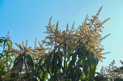 Mango flower on mango tree, A branch of inflorescence mango flower Stock Photos