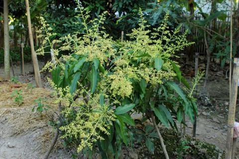 Mango flower Stock Photos