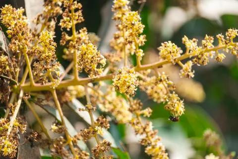 Mango flower Stock Photos