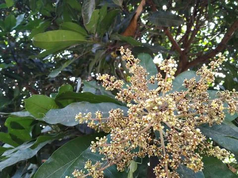 Mango Flower Stock Photos