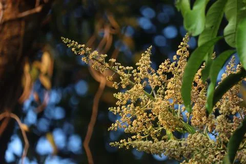 Mango flower Stock Photos
