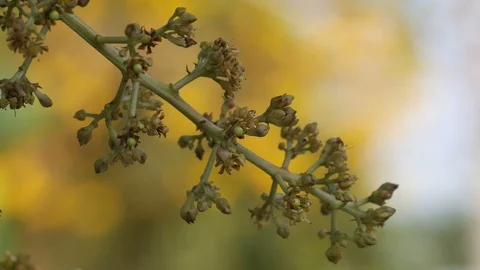 Mango flower shoot Stock Footage 86529335