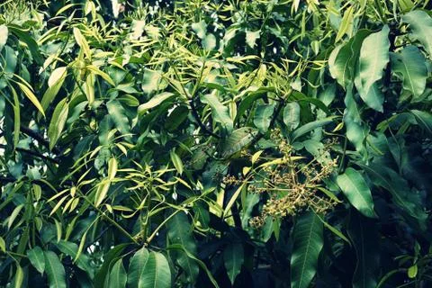 Mango flower on the top of mango tree Stock Photos
