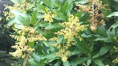 Mango flower on the top of the tree Stock Footage 124120890